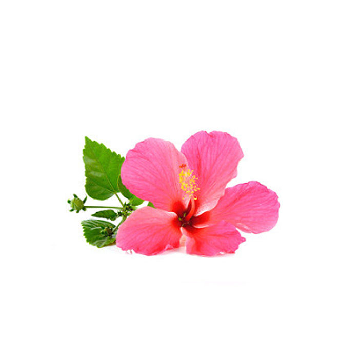 Pineapple Hibiscus Hawaiian Black Tea image 2
